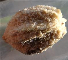  Fruit (Endocarp)
